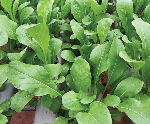 Sementes De Rucula Roka 100 gramas Topseed Premium