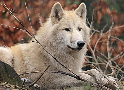 Puzzle für Erwachsene, Holz, klassisches Puzzle, Wolf, liegt auf Gras, Heimdekoration, Art-Deco-Wand, einzigartiges…