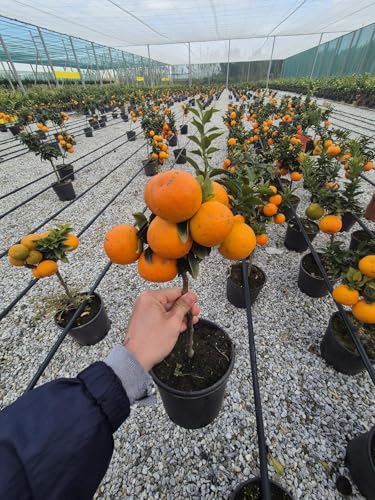 Bitterorange Chinotto (Citrus myrtifolia) – Mediterraner Zitrusstrauch, 50-60 cm, ideal für Balkon & Terrasse