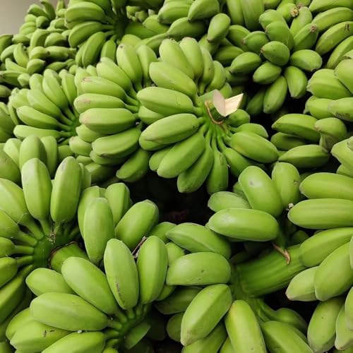 bananenbaum - winterhart alte sorten balkon 120samen