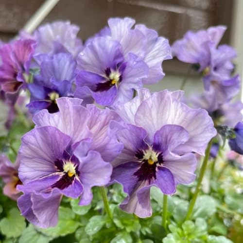 semi biologici di viola del pensiero da balcone perenni resistenti di viola del pensiero rare, decorazione del soggiorno 400pcs
