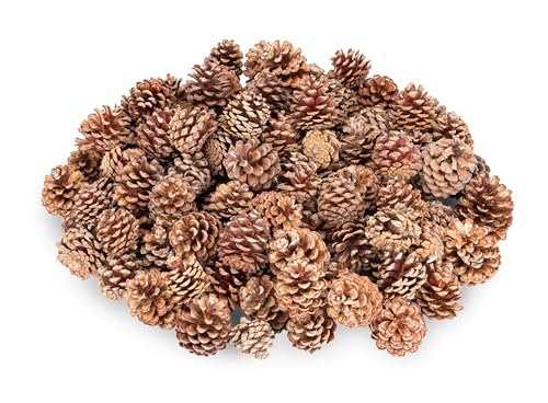 NaDeco Bergkiefer Zapfen Natur 0,5kg ca. 100–130 Stück –...