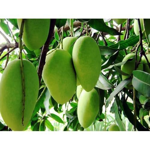 Image of Live Desi Mango Plant |Mango Fruit Plant | Healthy Live Sapling for Home Garden & Terrace Pack 1