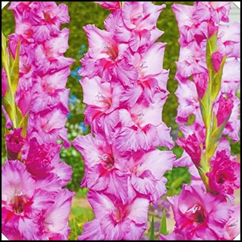 Gladiolus Bulbs Gladiolus Flower-(Gladioli Flowers,Cut Flowers,Ornamental Flowers Wedding Flowers,Plant Bulbs)-5bulbs-c