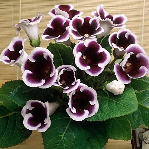 FernsFly® IMP. Gloxinia | Sinningia species Flower Bulbs Home Outdoor Flowering Gardening Bulbs Blooming planting (Pack of 16 Kaiser Wilhelm Gloxinia)