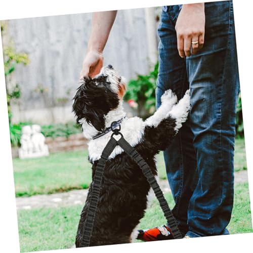 Corde de traction pour animaux de compagnie solide et élastique