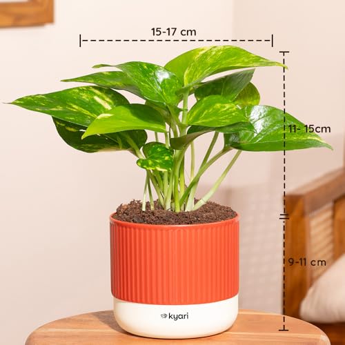 Image of Kyari Combo of 3 Indoor Plants - Lucky Jade, Golden Hahnii, Money Variegated with Red Brick Self Watering Pot 4 Inch - Live Plants for Home Decor, Living Room, Office Desk - Air Purifying Plant Set