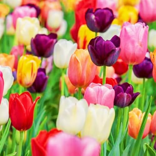 Bulbos De TulipáN-Tulip Bulbs,TulipáN Bulbos,Mezcla De Bulbos De Tulipán,Bulbos De Plantas,Creciendo En Macetas,Decoracion De Jardin-8Bulbos-b