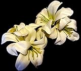 Small Ivory Double Lily Hair Flower Clips - Pair