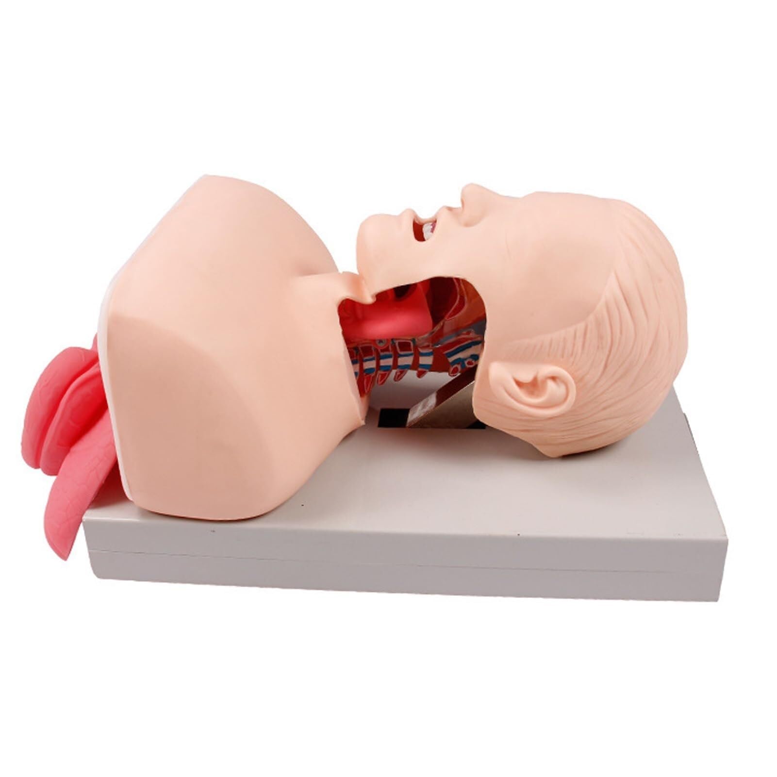 HEQIM Tracheal Intubation Training Simulator Model, Oral and Nasal Intubation Airway Management Trainer, Adult Oral and Nasal Intubation Mannequin Training Model