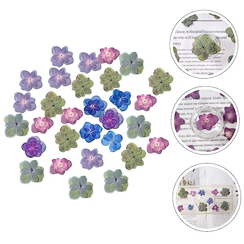 30 flores secas prensadas para manualidades DIY miniatura 7