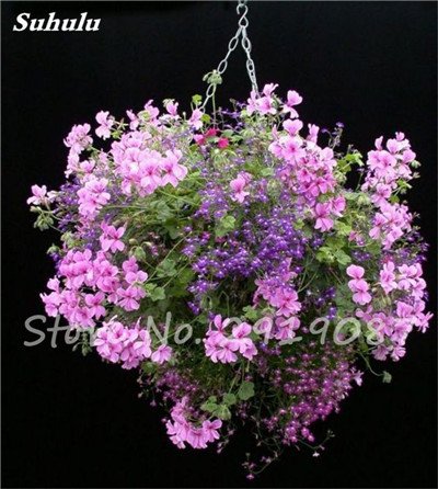 Graines d'arbres de géranium exotiques Plantes vivaces Pelargonium Peltatum Fleurs Plante de géranium en pot Bonsaï Beauté de l'arbre Votre jardin Paquet de 100 graines
