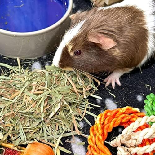 Alimento orgánico Blue Mountain Hay para animales pequeños 40 oz miniatura 5