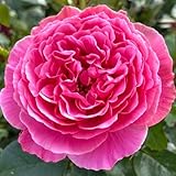 DUTCH BULBS EXCLUSIVE PLANTS FROM HOLLAND
