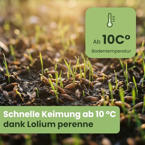Lazy Garden Evergreen Premium Rasensamen 1 kg für 30 m²| hitzeresistenter Spiel- & Sportrasen | schnelle Keimung ab 10 °C | dicht, strapazierfähig & regenerationsstark | für Neu- & Nachsaat