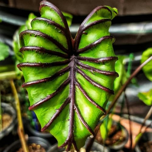 Bright Green Black Colocasia Plants, 3-6" Elephant Ear Esculenta Taro