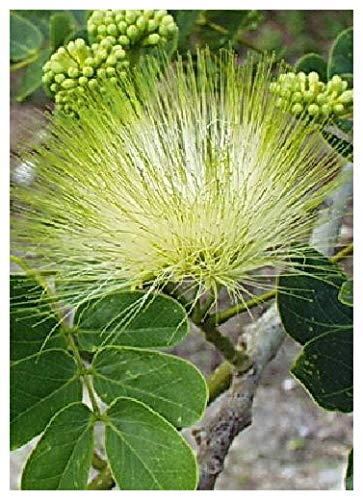 Bastard Tamarind – Yellow Flowers (Albizzia lebbeck) - 50 Seeds - Africa
