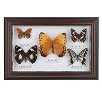 Specimen Craft Frame Real Butterfly Specimen Frame, 5 Real Butterfly Specimen Frame For Decor Ornament And Educational Demonstration Prop Gift Birthday, Butterfly Specimen(Schwarzer Rahmen)