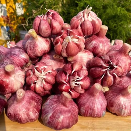 Semillas de ajo resistentes: plante semillas de ajo, semillas de,de jardín Camas elevadas para el jardín, para exterior. Jardín 300pcs