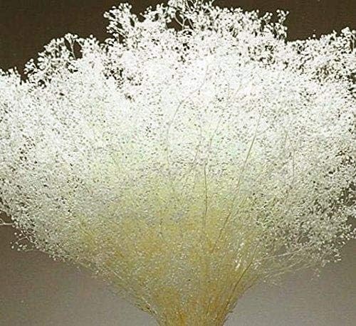 Green Floral Crafts - Preserved Sparkle Gypsophilia (Dried Baby Fts Breath for Wedding Bouquets & centerpieces) - GlitteRed Cream White