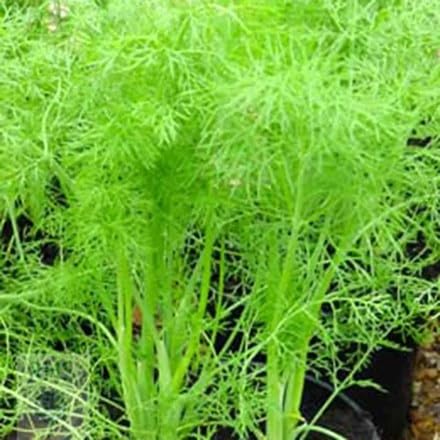 Plant Theory Approx 200 Seeds Fennel Foeniculum Vulgare Herb Seeds