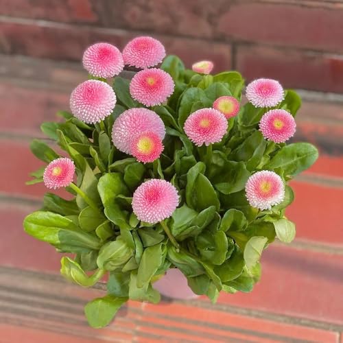 semi di margherita perenni da balcone resistenti, recisi di margherita, decorazione soggiorno tappezzante perenne resistente 800pcs