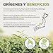 Té Verde Matcha Orgánico Japonés En Polvo [ Grado Culinario ] 100...