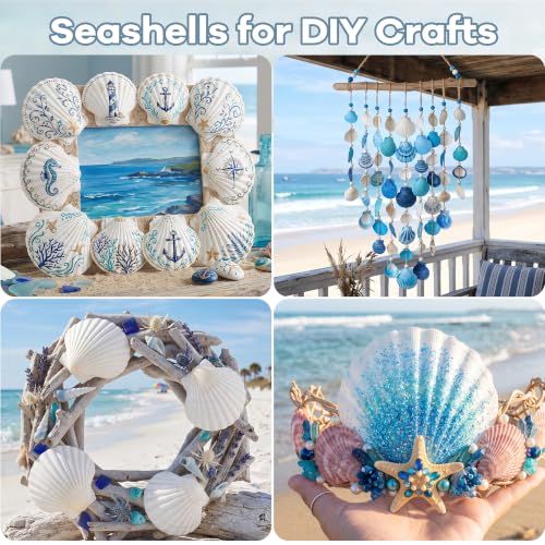 Image of Giftvest 20PCS Large Natural Seashells White Scallop Shells 4 inch-5 inch