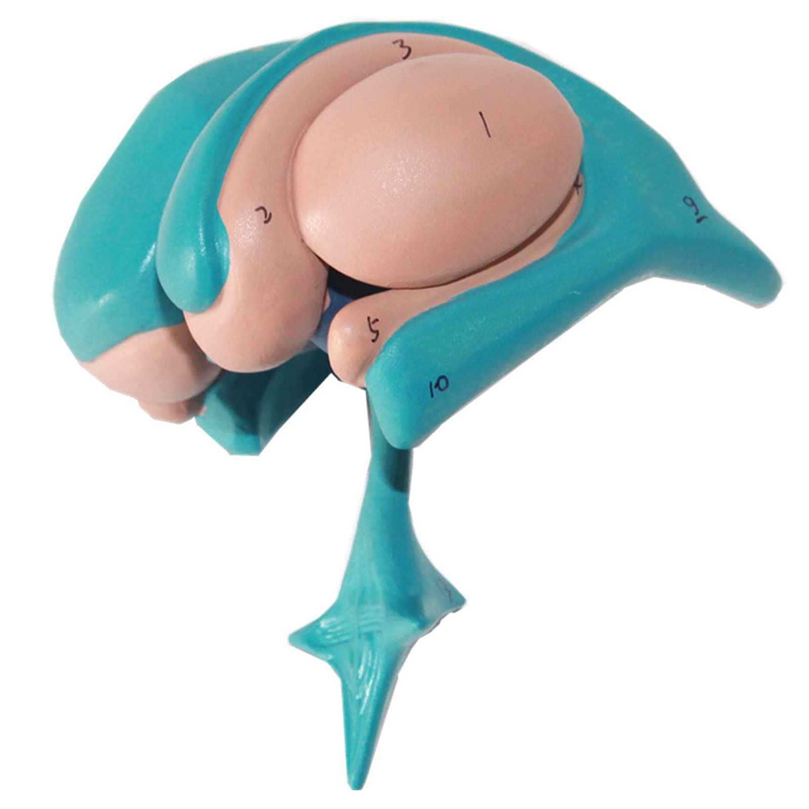 Human Model,Basal Nucleus Model of Ventricle and Basal Nucleus of Brain Basal Nucleus Magnification Model