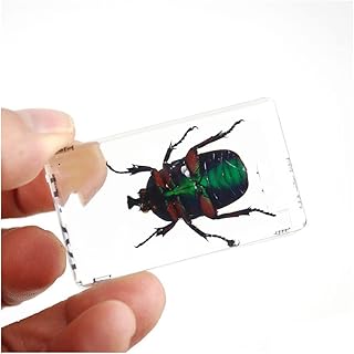 ZMX Embedding Specimens of Fan Beetle - Educational Model Insect Specimen Model - Super Transparent and Easy to Observe - for Toddler Elementary School Pupil Teaching