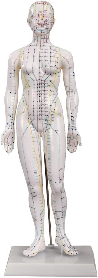 66fit Unisex Acupuncture Model