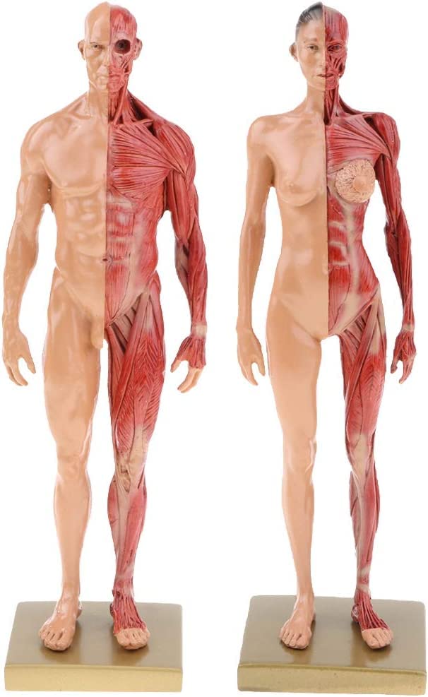 Amazon.co.jp: 11インチ 男性 女性 人間筋肉構造モデル 模型 スキン
