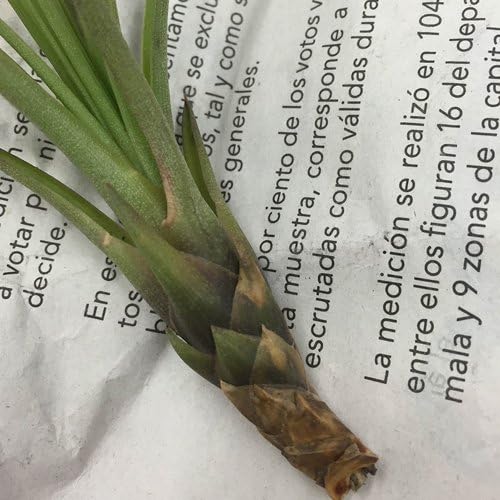 Amazon Co Jp エアープランツ チランジアトリコロール メラノクラテル Diy 工具 ガーデン