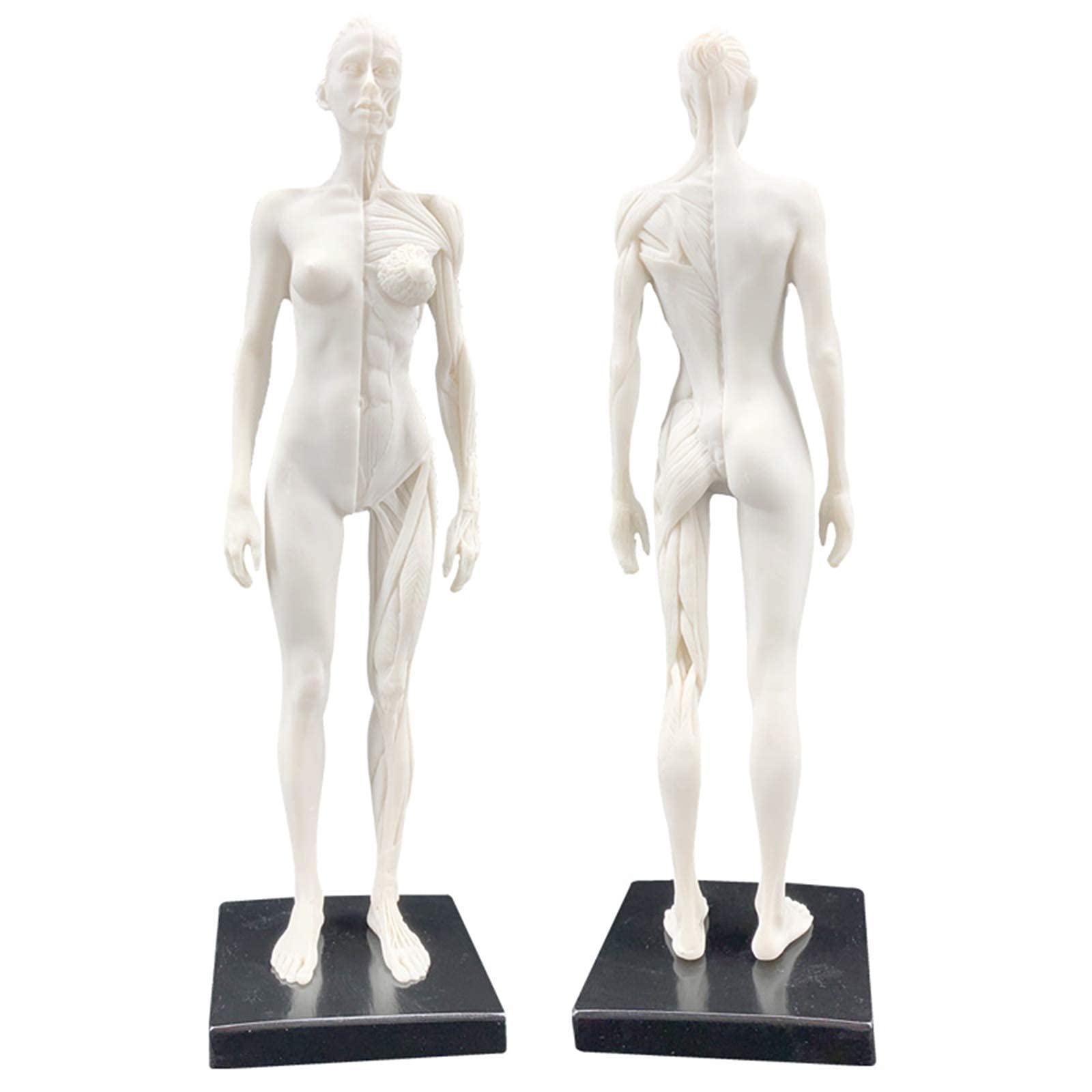 Modelo anatomía Figura anatomía Femenina Modelo Hueso Muscular anatómico Humano Anatomía anatómica Humana Cráneo Arte Boceto Pintura Escultura Modelo para Artista Dibujo Estudio Modelo Esqueleto