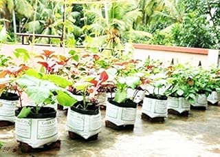 Elamgreen Organic 30 Variety Vegetable Seeds For Terrace Garden - 30 Grow Bags For Plants