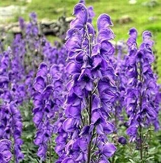 True Source Seeds - Monk's Hood Purple Violet Wolfsbane Aconitum Moldavica Monkshood 5 Seeds