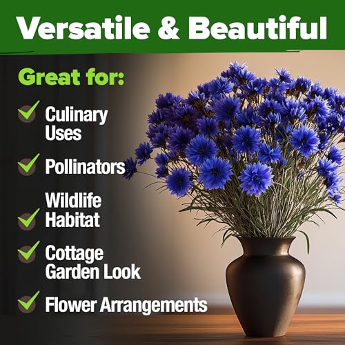 Image of HOME GROWN Bachelor Button Seeds Tall Blue - 6000 Cornflower, Stunning Blue Blooms for Wildflower Gardens, Non-GMO Flowers & Pollinator-Friendly Spaces, Low Maintenance Flower Seeds (Centaurea cyanus)