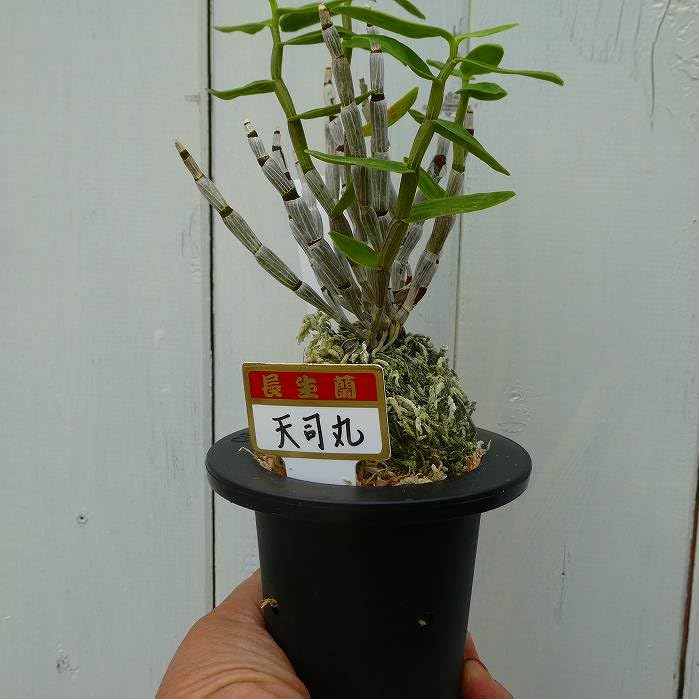 Amazon.co.jp: 長生蘭 天司丸 セッコク 苗 3号鉢 斑入り 石斛 山野草