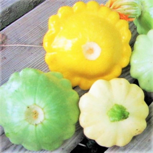 TomorrowSeeds - 3 Colors Mix Patty Pan (Bush Scallop Squash) Seeds - 60+ Count - For 2026 Planting Yellow, Green Tint, White Bush Scallop Summer