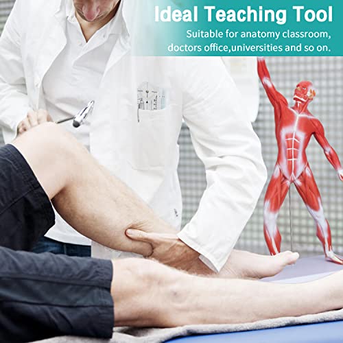 Image of Human Muscles Anatomy Model - Miniature Superficial Anatomical Muscular Movement System Model Mini 1 /4 Life Size Anatomical Reference Model for Medical Office & Professional Academic Institutions