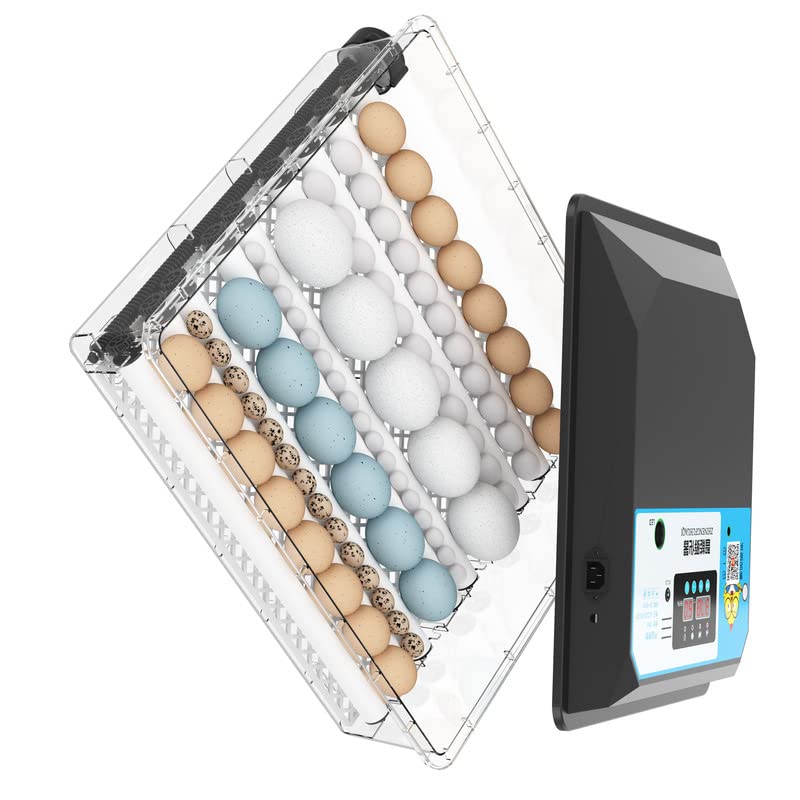 Hatching Eggs Chicken And All Size Egg-image-1