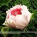 Heirloom Light Pink Rose Red Tree Peony 'Qiu Ball' Flower Seeds, Professional Pack, 5 Seeds / Pack, Strong Fragrant Flower