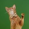 ZEZE Pet Bow Tie, Cat, Dog, Polyester, White, Plaid Pattern (Yellow)