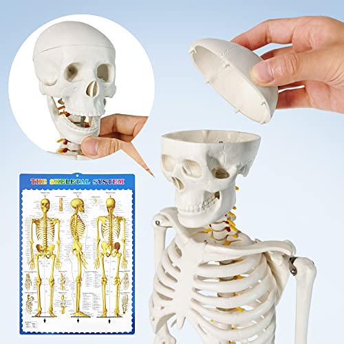 image for NEW HORIZON Human Skeleton Model for Anatomy 34” Tall Life Size Skel