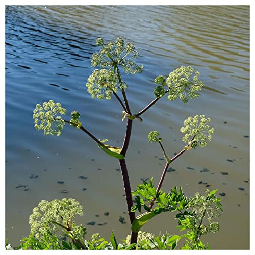 Everwilde Farms - 200 Angelica Native Wildflower Seeds - Gold Vault Jumbo Seed Packet - Image 4