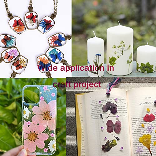 Flores secas prensadas naturales para manualidades 70 piezas miniatura 6