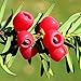 coalesceaihe 10 Stücke Taxus Baccata Samen Englisch Eibe Baum Rote Frucht Bonsai Hausgarten Decor English Yew Tree Seeds