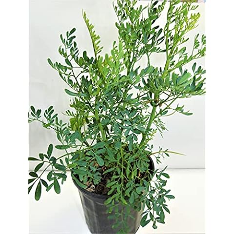 botanica las americas ruda rue Full Plant with Root, GREEN Cover