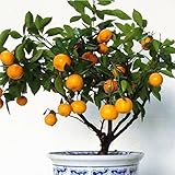Una de las plantas de interior más raras y deseables,