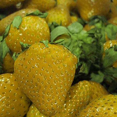 100 stuks aardbei zaden voedzame heerlijke zeldzame kleuren fruit groenten zaden Tuin voor Ideaal Outdoor Tuinieren Gift… - Image 7